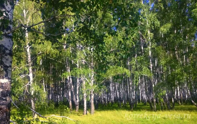 Лес Новосибирского края